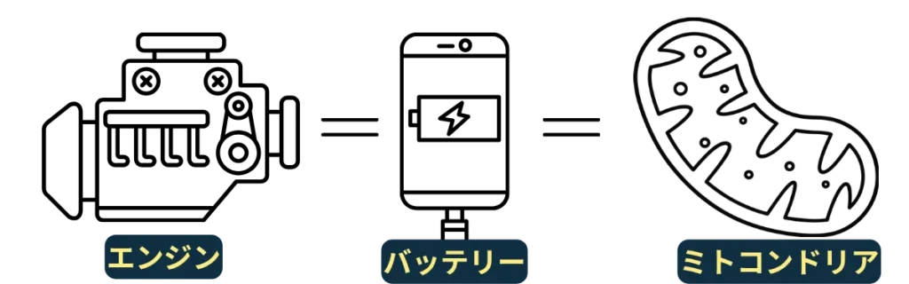 ミトコンドリアはエンジン