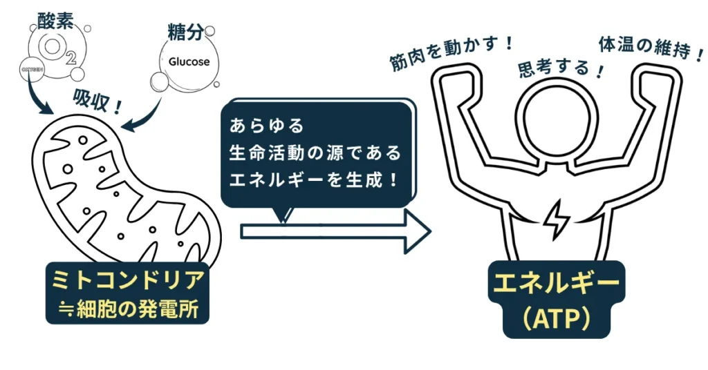 ミトコンドリアの働き