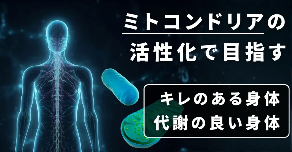 ミトコンドリアの活性化